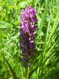 Dactylorhiza incarnata. Соцветие. Курская обл., Железногорский р-н, с. Троицкое, Железногорское (Копёнское) вдхр. на р. Свапа, берег. 8 июня 2008 г.