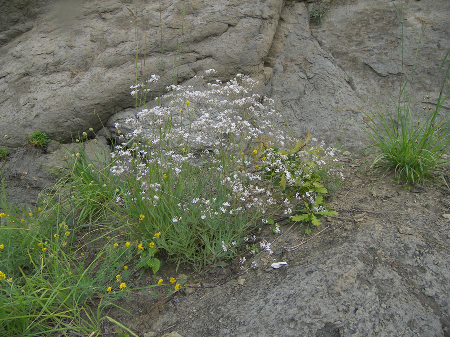 Image of Gypsophila acutifolia specimen.