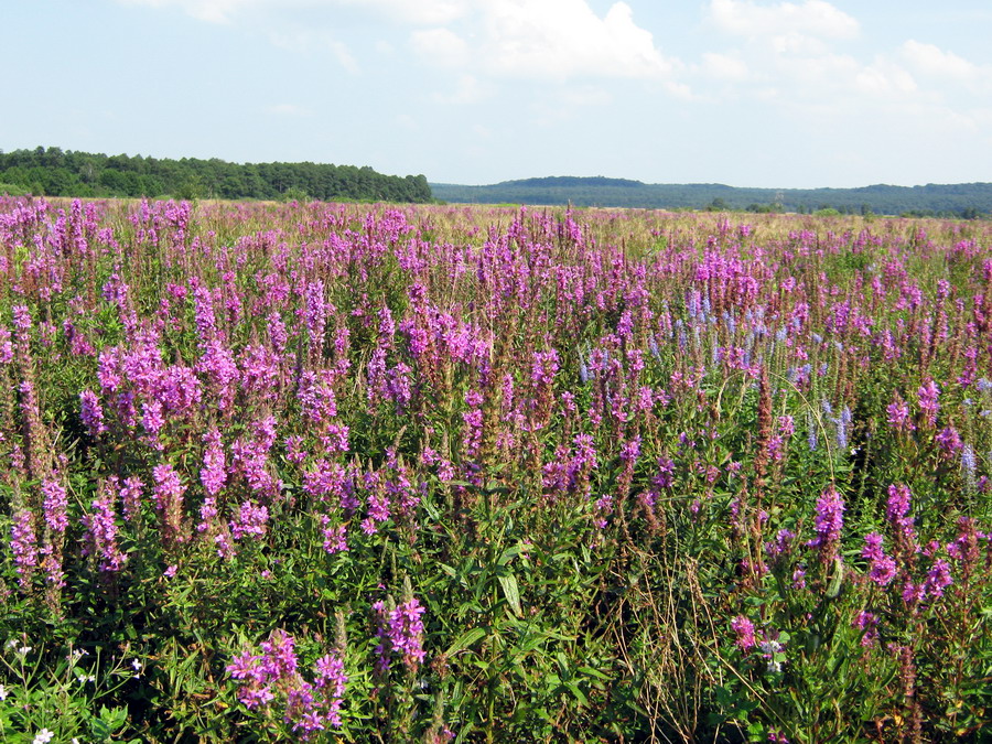 Image of Lythrum salicaria specimen.