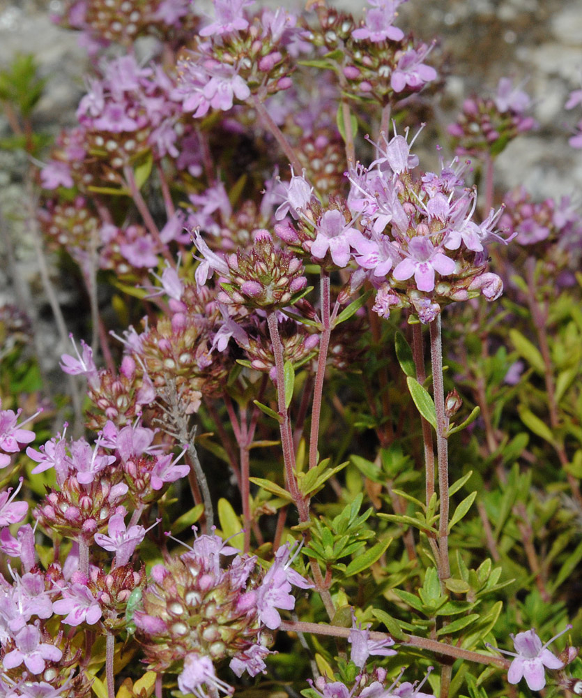 Image of Thymus rasitatus specimen.