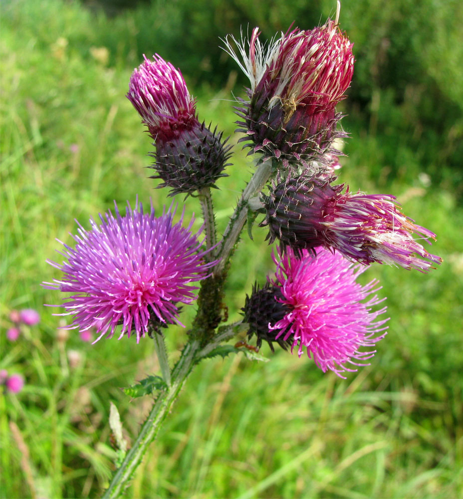 Изображение особи Carduus crispus.