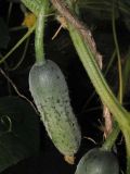 Cucumis sativus