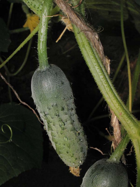 Изображение особи Cucumis sativus.