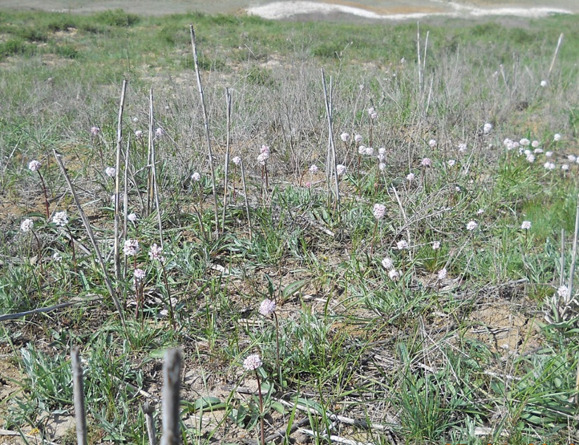 Изображение особи Valeriana tuberosa.