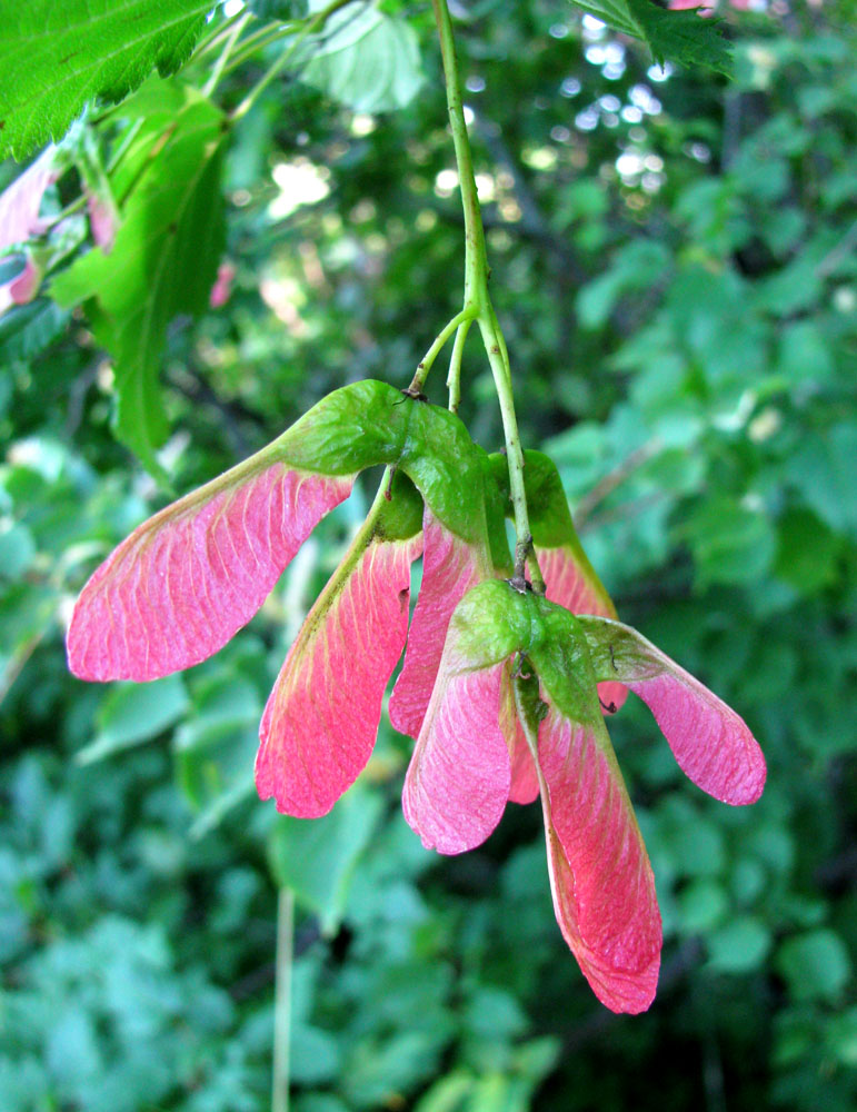 Изображение особи Acer tataricum.
