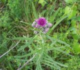 Cirsium palustre. Верхушка цветущего растения. Курская обл., Фатежский р-н, с. Игино, окр. Железногорского (Копёнского) вдхр. 12 июня 2007 г.