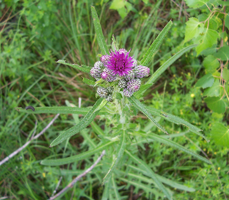 Изображение особи Cirsium palustre.