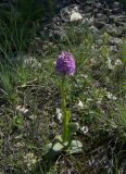 Neotinea tridentata
