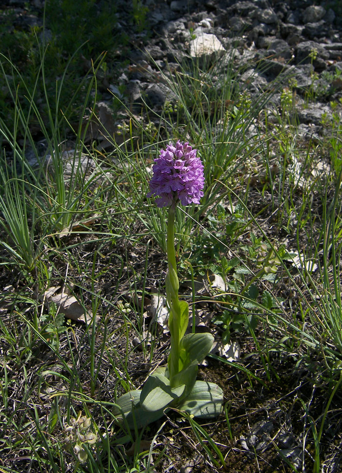 Изображение особи Neotinea tridentata.