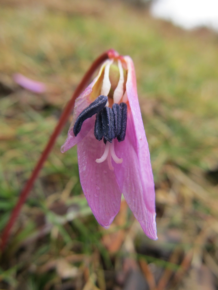 Изображение особи Erythronium dens-canis.