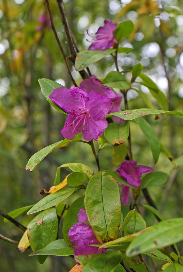 Image of Rhododendron mucronulatum specimen.