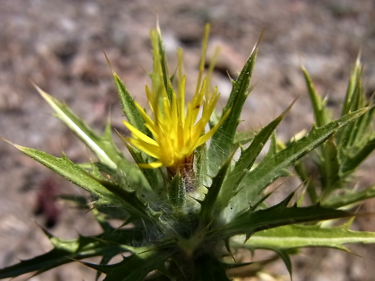 Image of Carthamus lanatus specimen.