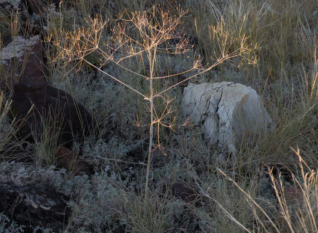 Изображение особи Eriosynaphe longifolia.