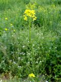 Sisymbrium loeselii