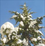 Juniperus deltoides. Верхняя часть кроны взрослого дерева, покрытая снегом, слева внизу - верхушки побегов сирени (Syringa). Черноморское побережье Кавказа, г. Новороссийск, в культуре. 2 февраля 2012 г.