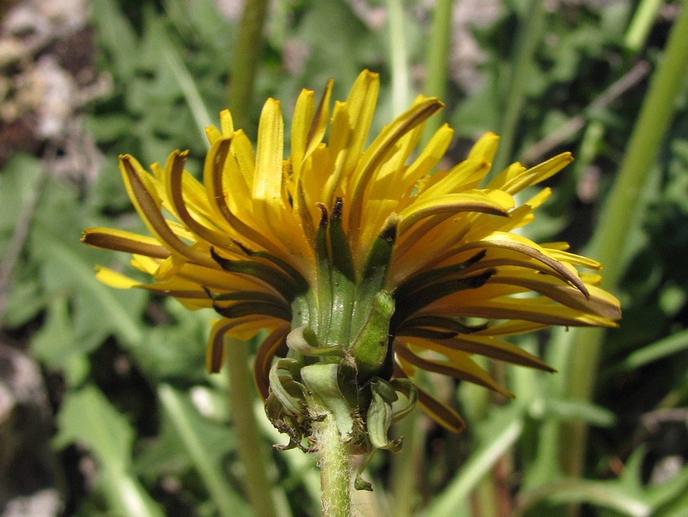 Image of genus Taraxacum specimen.