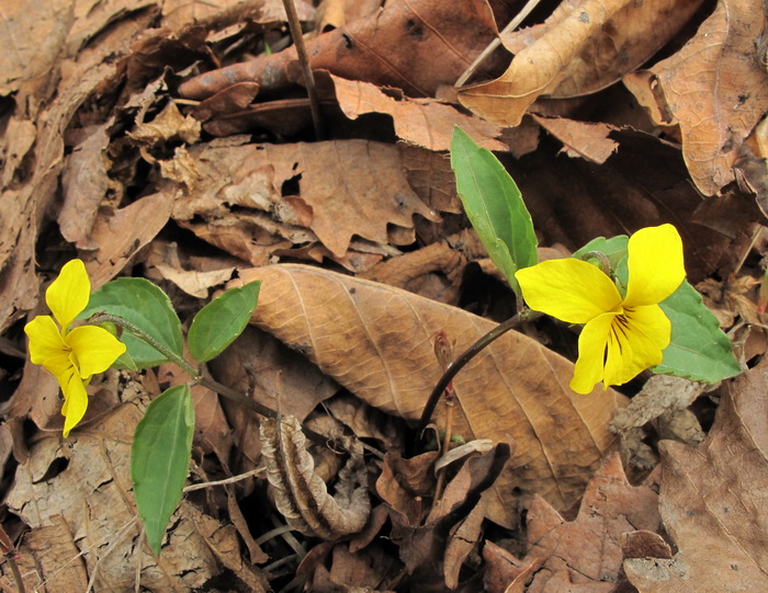 Image of Viola xanthopetala specimen.