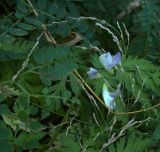Vicia sylvatica. Часть побега с соцветием. Курская обл., г. Железногорск, берег вдхр. на р. Погарщина.