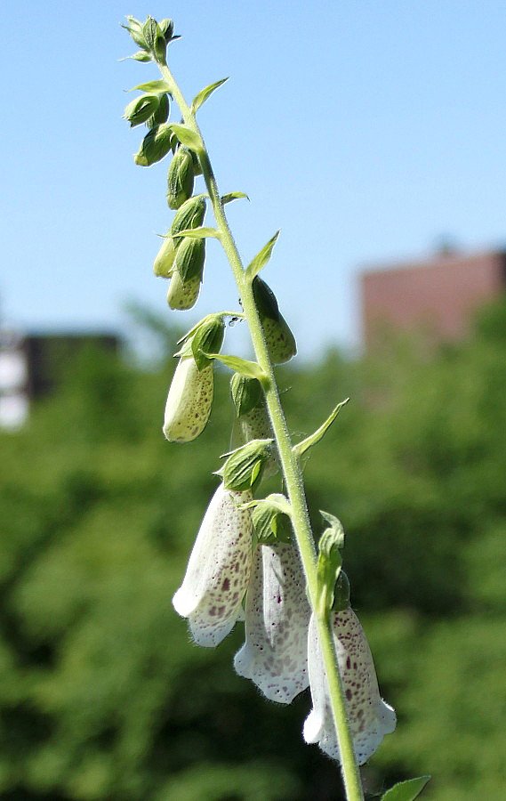 Изображение особи Digitalis purpurea.