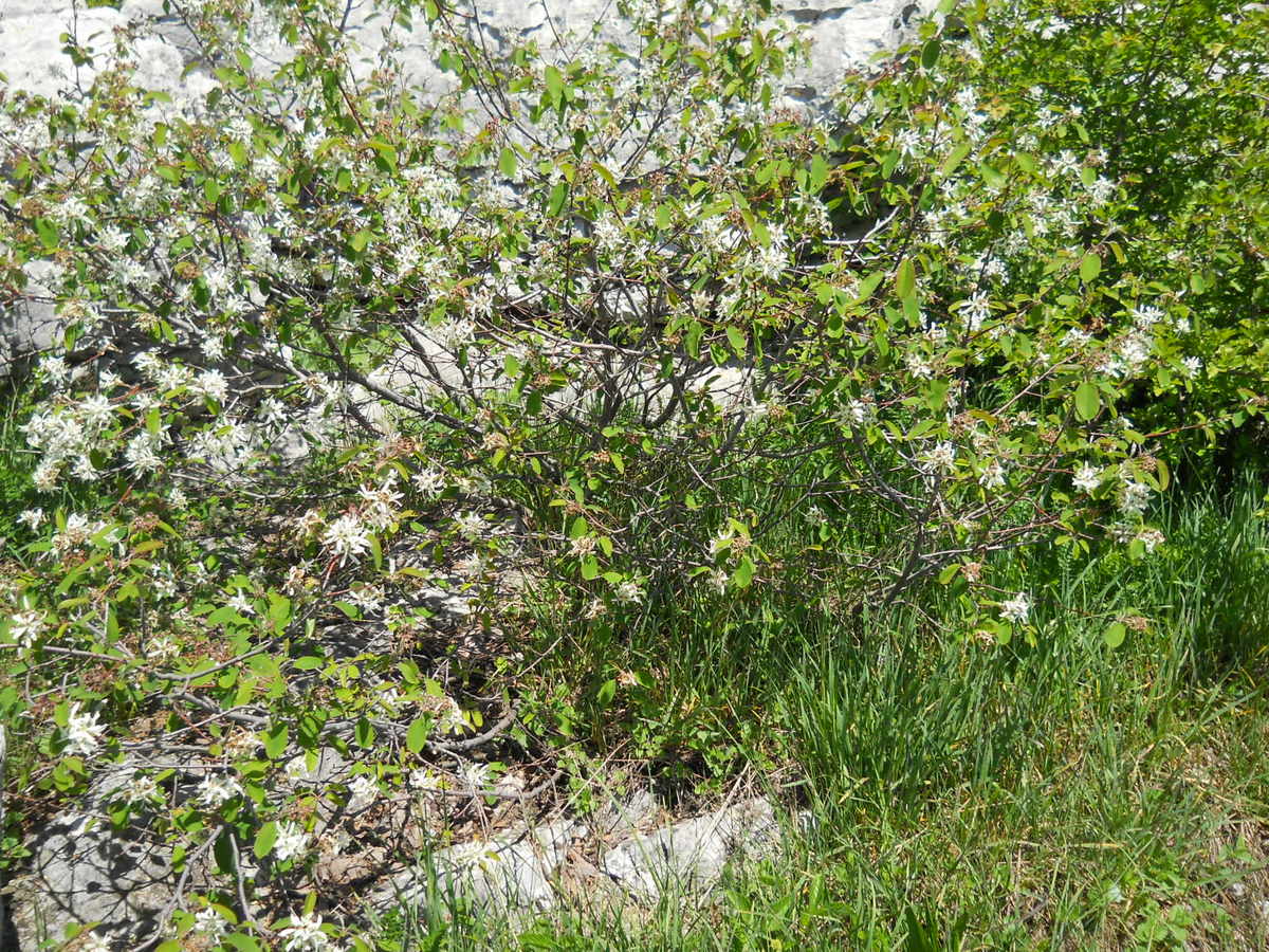 Image of Amelanchier ovalis specimen.