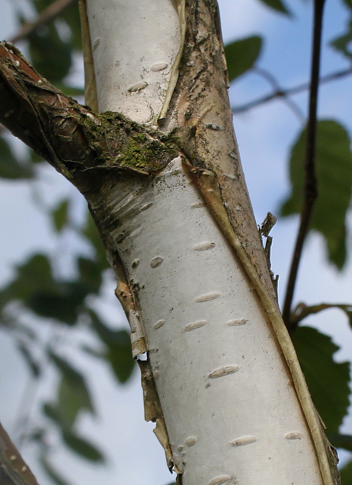 Изображение особи Betula utilis var. jacquemontii.