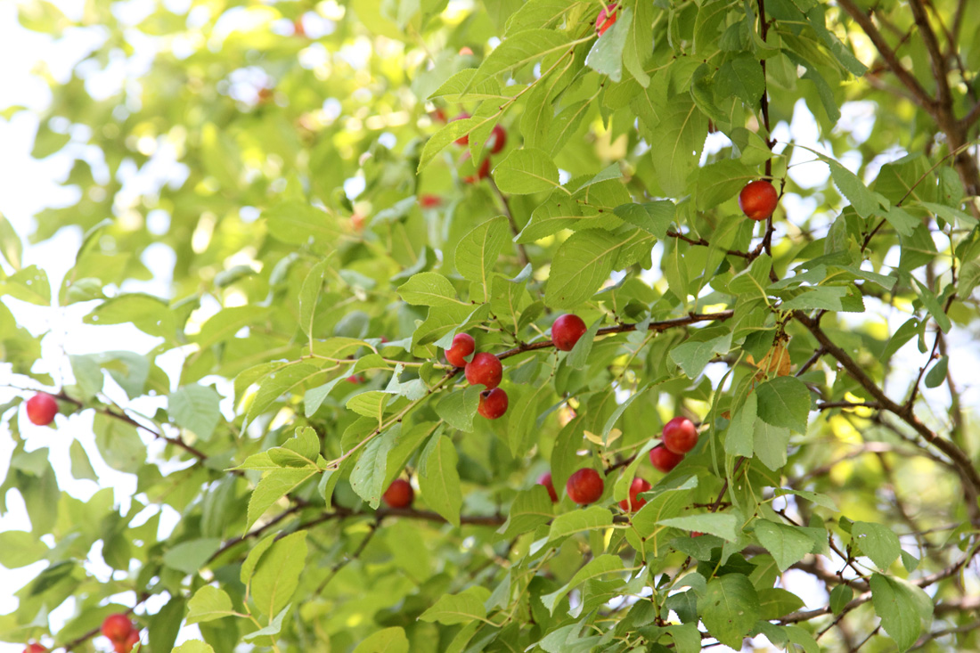 Изображение особи род Prunus.