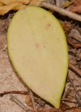 Hoya carnosa