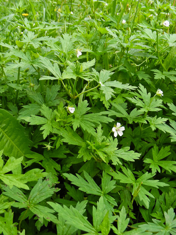 Image of Geranium sibiricum specimen.