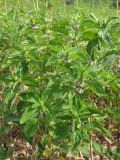 Mentha arvensis