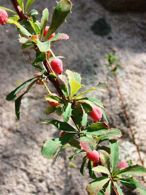 Image of Berberis sibirica specimen.