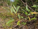 Salix gmelinii. Верхушка ветви. Архангельская обл., Вельский р-н, окр. пос. Усть-Шоноша, старые карьеры. 08.08.2012.