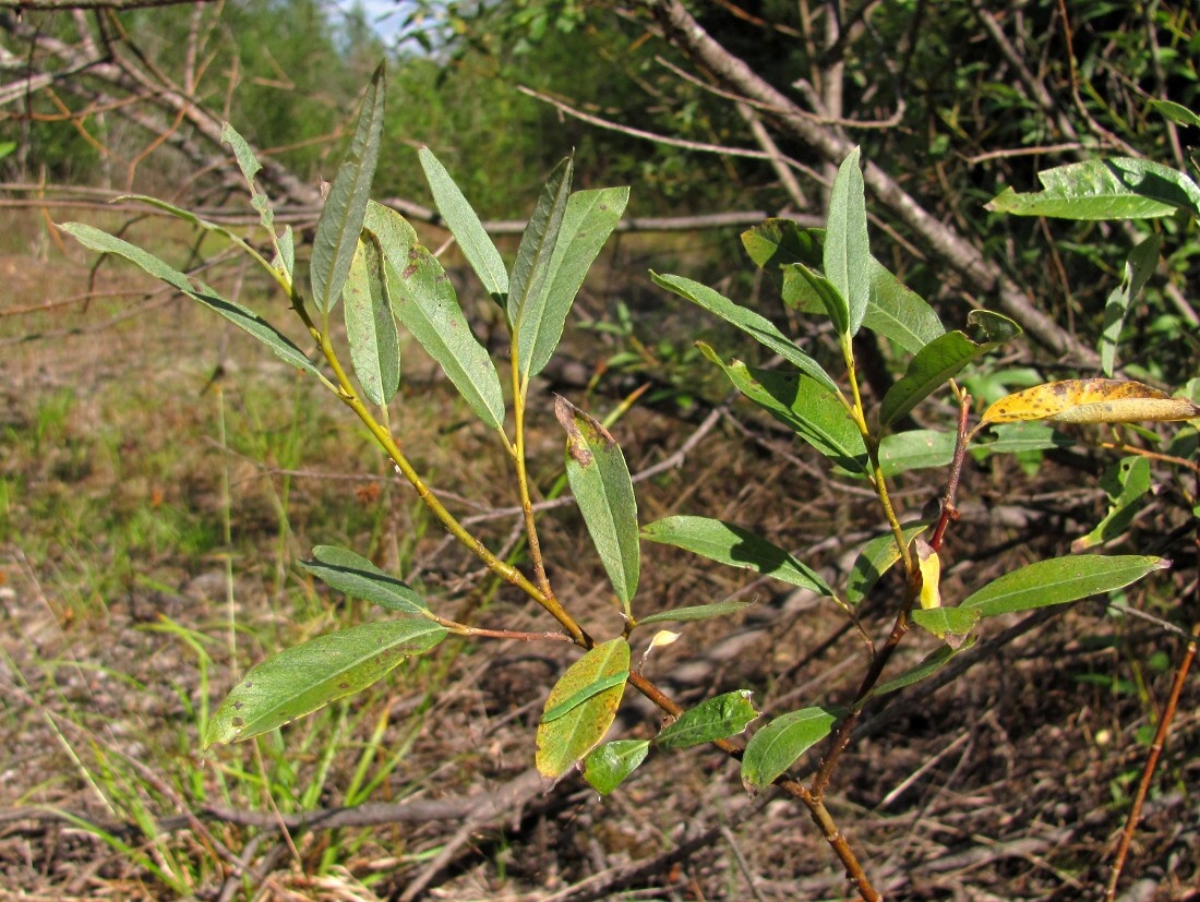 Image of Salix gmelinii specimen.
