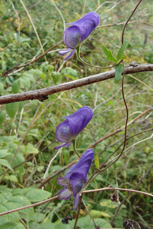 Image of Aconitum volubile specimen.