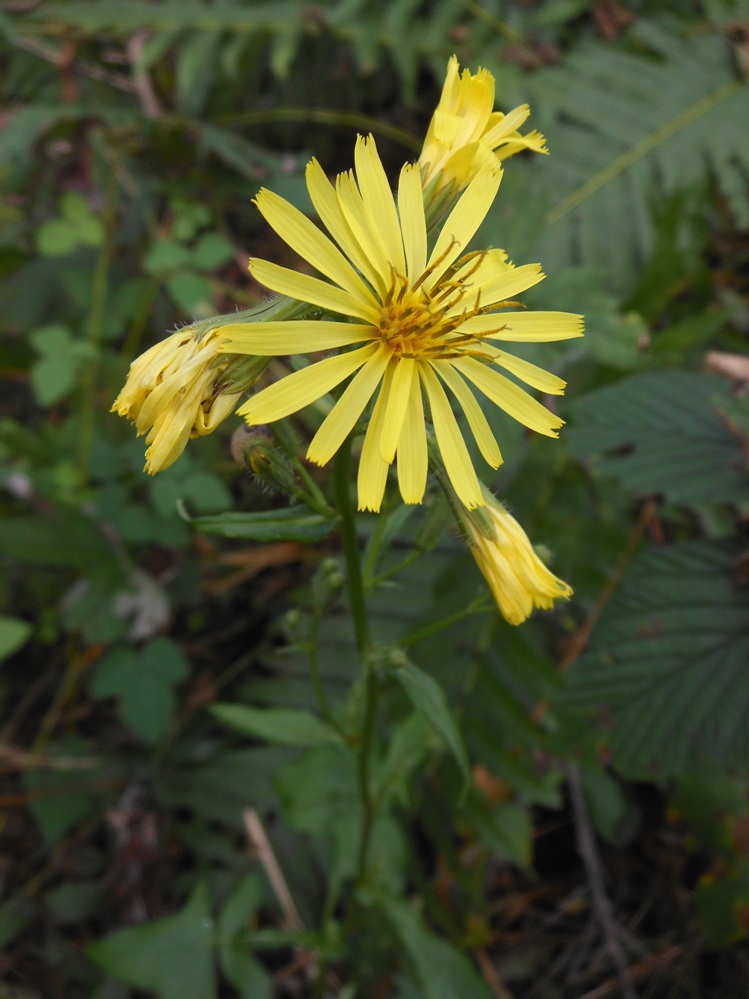 Image of Prenanthes blinii specimen.