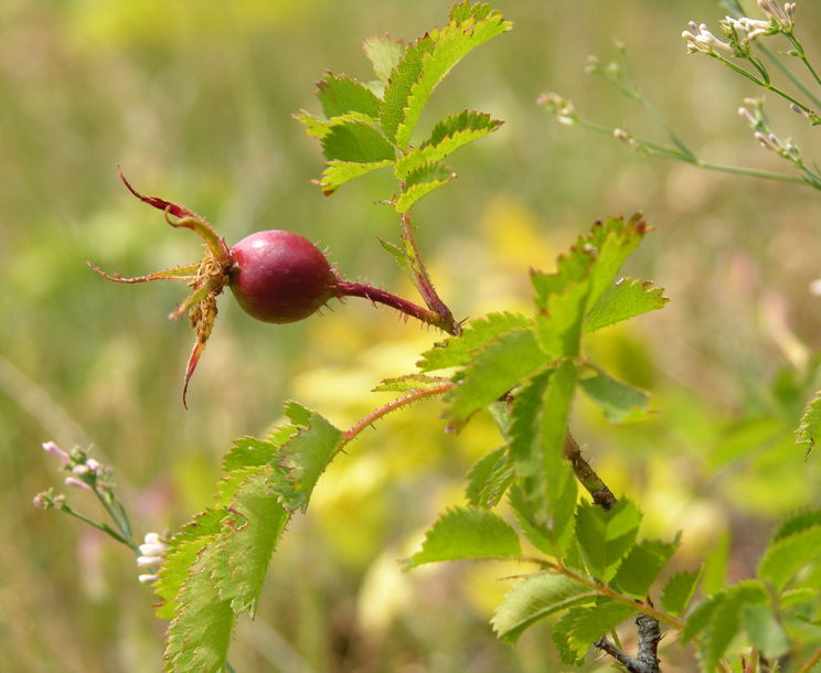 Image of Rosa spinosissima specimen.