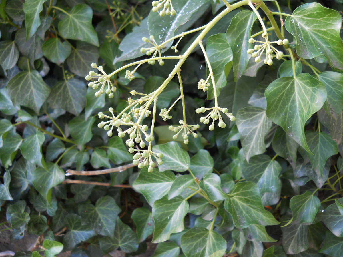 Изображение особи Hedera helix.