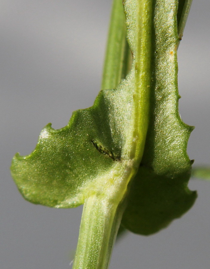 Image of Senecio inaequidens specimen.