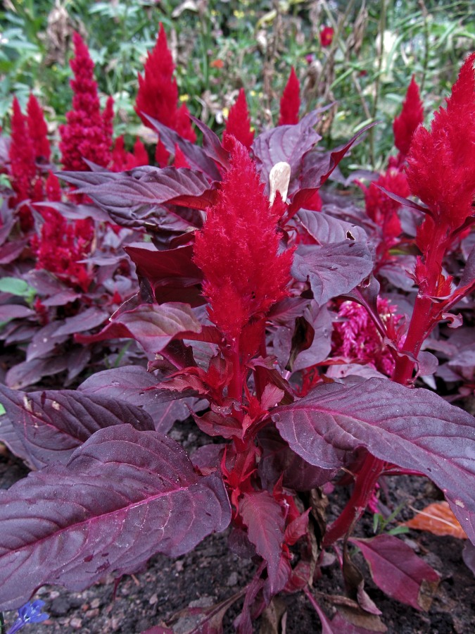 Image of Celosia argentea specimen.