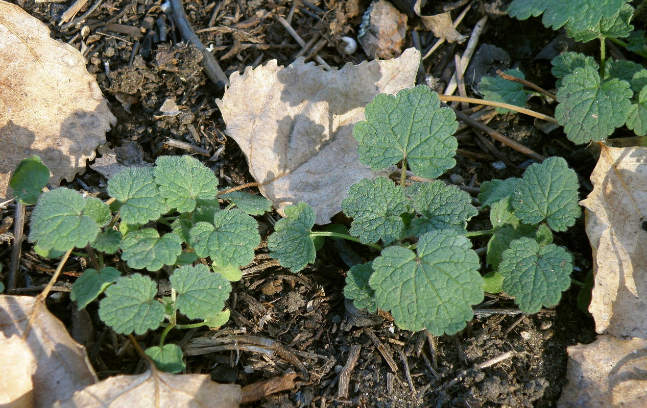 Изображение особи Lamium purpureum.