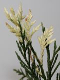 Chamaecyparis lawsoniana. Веточки ('Variegata'). Германия, г. Кемпен, в частном саду. 16.11.2012.