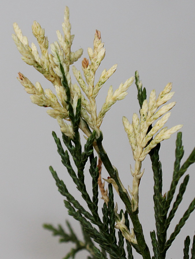 Image of Chamaecyparis lawsoniana specimen.