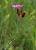 Dianthus andrzejowskianus. Верхушка побега с соцветием. Московская обл., Серебрянопрудский р-н, степной склон у р. Полосня. 01.07.2012.