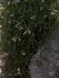 Asperula pedicellata