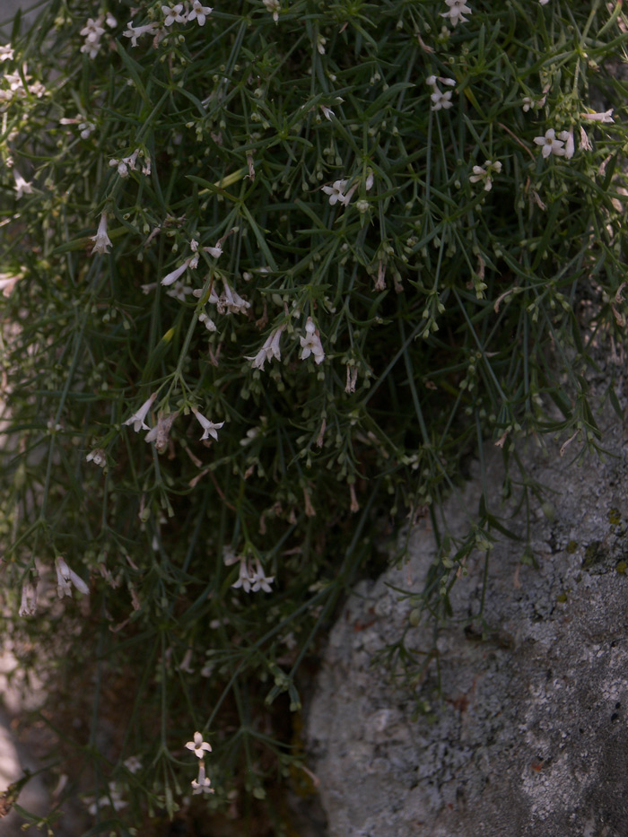 Image of Asperula pedicellata specimen.
