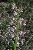 Anacamptis israelitica