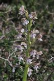 Anacamptis israelitica. Соцветие. Israel, Upper Galilee, Mount Meron. 04.03.2011.