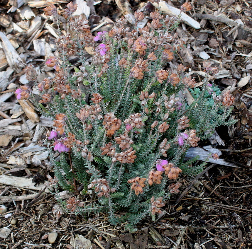 Image of Erica tetralix specimen.