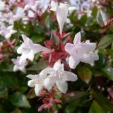 Abelia × grandiflora. Соцветие. Испания, автономное сообщество Каталония, провинция Барселона, монастырь Монтсеррат. 09.07.2012.