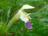 Galeopsis speciosa. Цветок. Украина, Львовская обл., Бориславский горсовет, пгт Сходница. 11.08.2012.