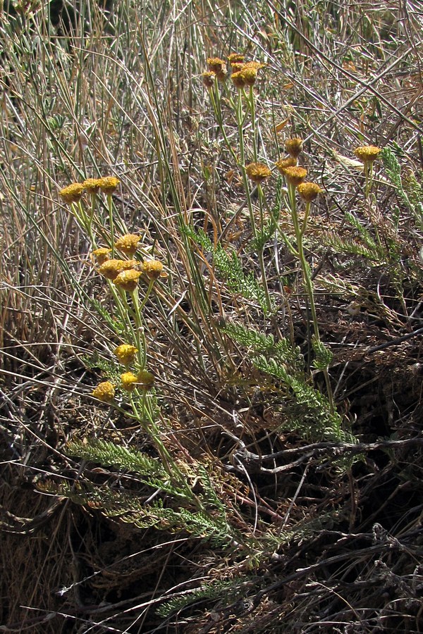 Изображение особи Tanacetum achilleifolium.